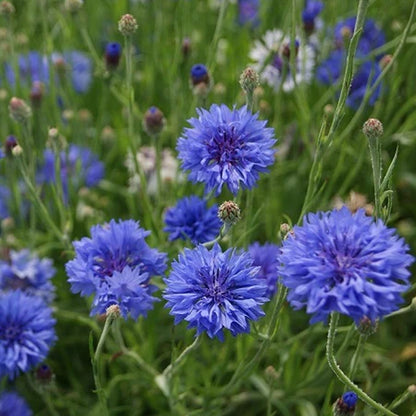 Cornflower (Mixed Color) - Bachelor Button Seeds