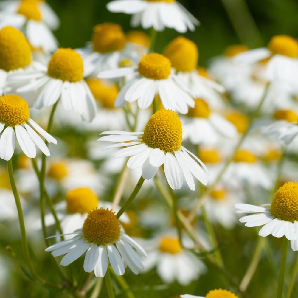 German Chamomile Seeds