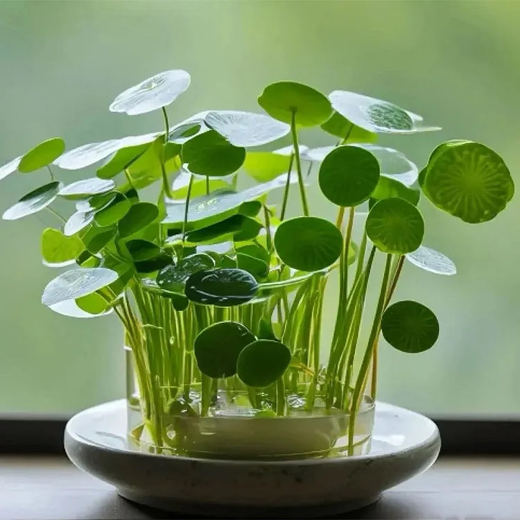 Copper Coin Grass Seeds – Seeds Connect