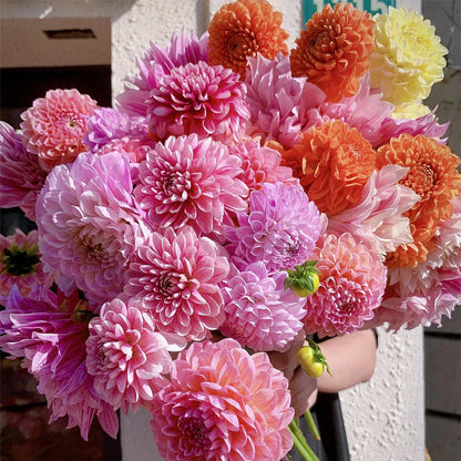 dahlia mixed seeds Dahlia Seeds
