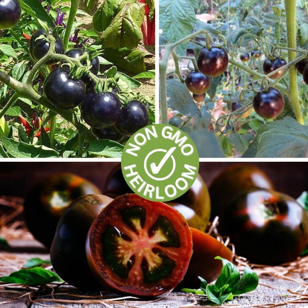 Black Pearl Tomato Seeds – Seeds Connect