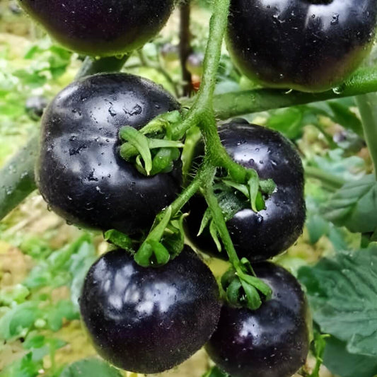 Black Pearl Tomato Seeds