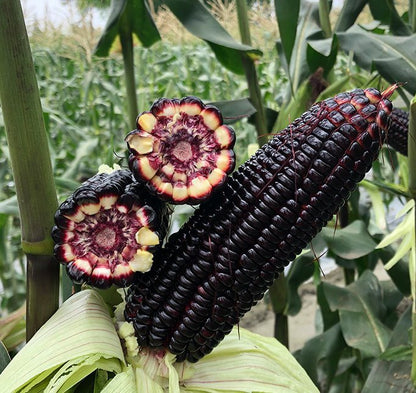 Corn Seeds (Organic) - Black Hopi