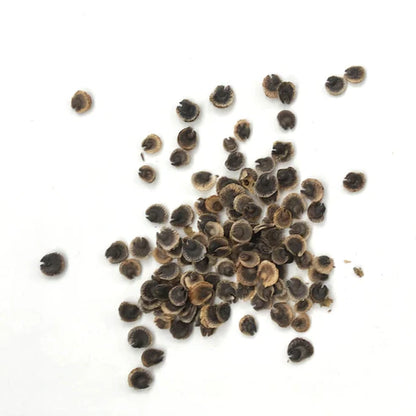 Double Hollyhock Seeds