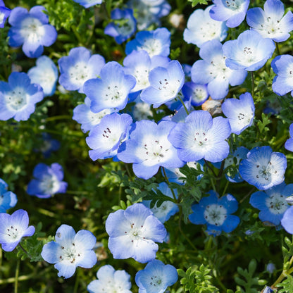 Baby Blue Eyes Seeds