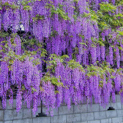 purple wisteria flower seeds Wisteria Seeds