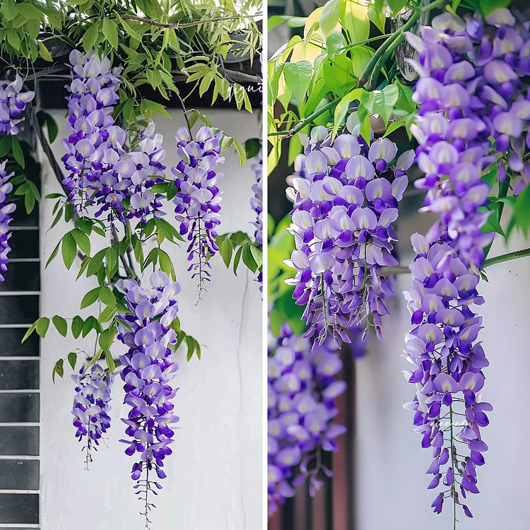 purple wisteria flower seeds Wisteria Seeds