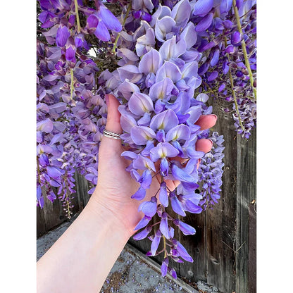 purple wisteria flower seeds Wisteria Seeds