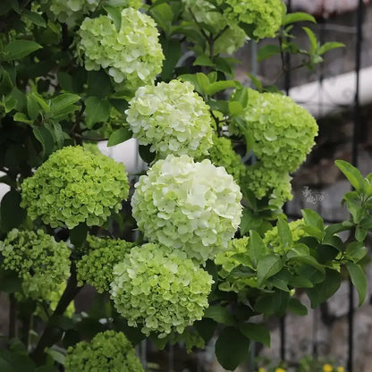 Hydrangea Seeds