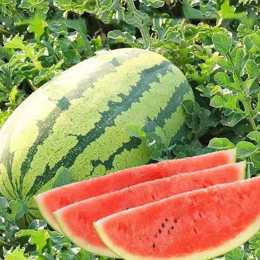 Lazy Watermelon Seeds