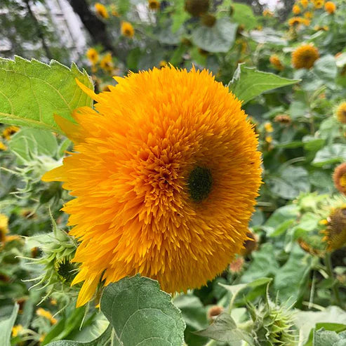 Teddy Bear Sunflower Seeds