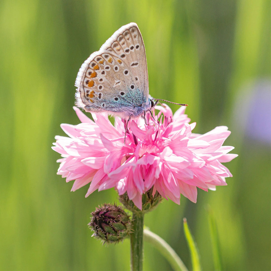 Cornflower (Mixed Color) - Bachelor Button Seeds