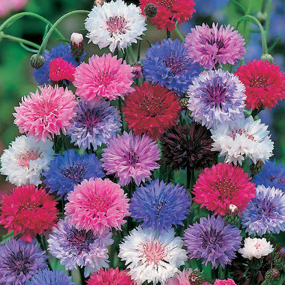 Cornflower (Mixed Color) - Bachelor Button Seeds