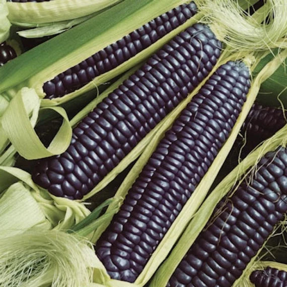 Corn Seeds (Organic) - Black Hopi