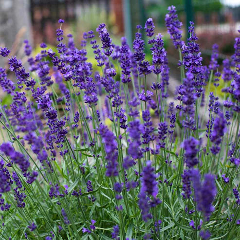 lavender hidcote seeds Lavender Seeds