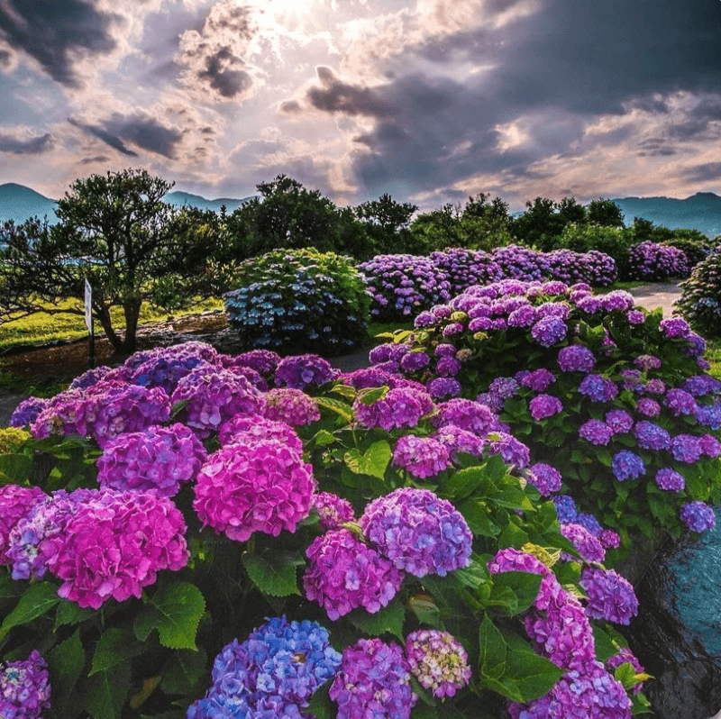 Hydrangea Seeds