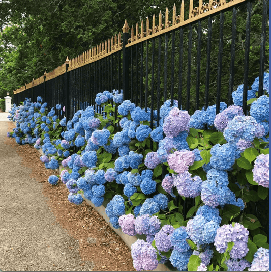 Hydrangea Seeds