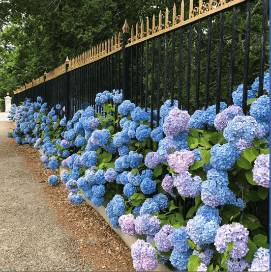 Hydrangea Seeds